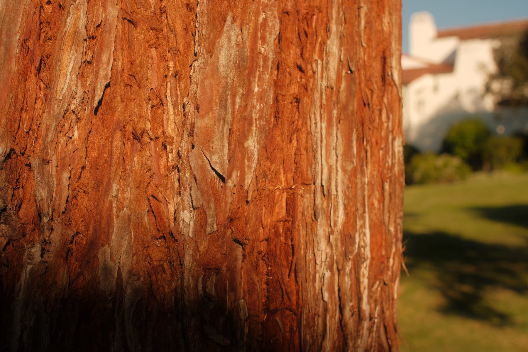Extreme close-up of redwood bark, warm fibrous amber texture in golden light