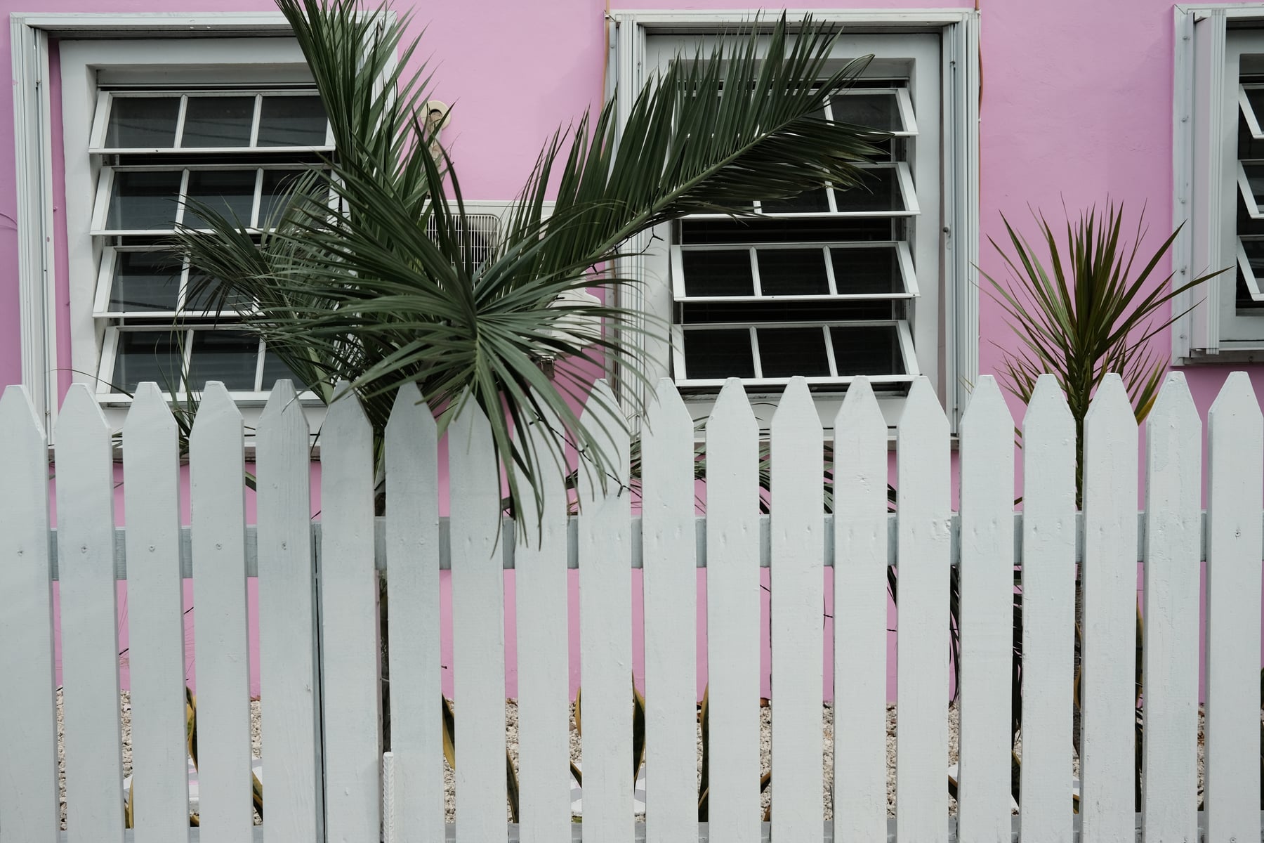 Pink clapboard building with white picket fence, two sash windows, and palm fronds
